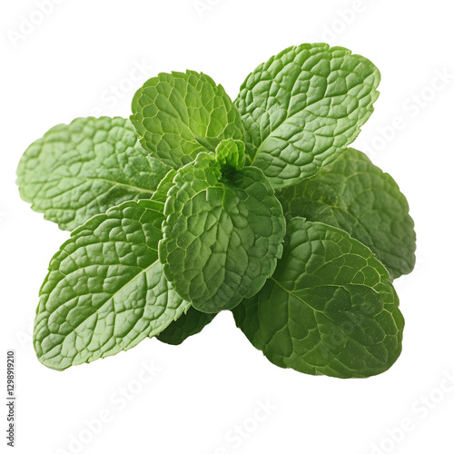Fresh Mint Leaves in Vibrant Green, Ideal for Culinary Uses and Herbal Remedies