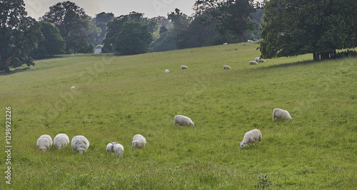 Sheep grazing in a meadow.