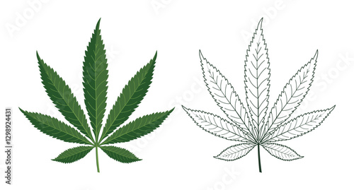 Cannabis Leaf Illustration and sketch. Hemp leaf icon design. Illustration.