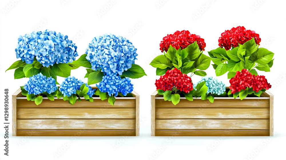 Fototapeta premium 4 different wooden flower boxes with hydrangea flowers, blue and red hydrangeas in each box, white background