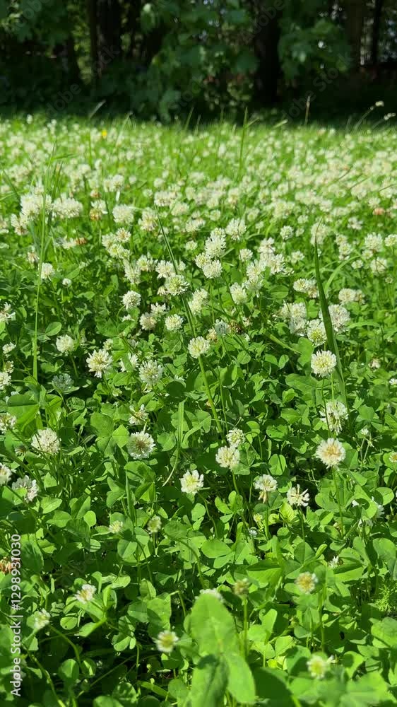 lush green grass with blooming clover, creating a vibrant and natural scene lush green grass with blooming clover, creating a vibrant and natural scene