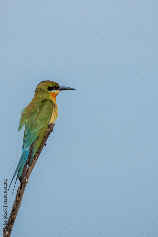 Obraz premium bee eater perched on a branch