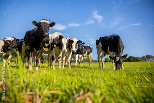 Wallpaper Mural Troupeau de vache laitière en pleine nature en train de brouter l'herbe vert dans la campagne. Torontodigital.ca