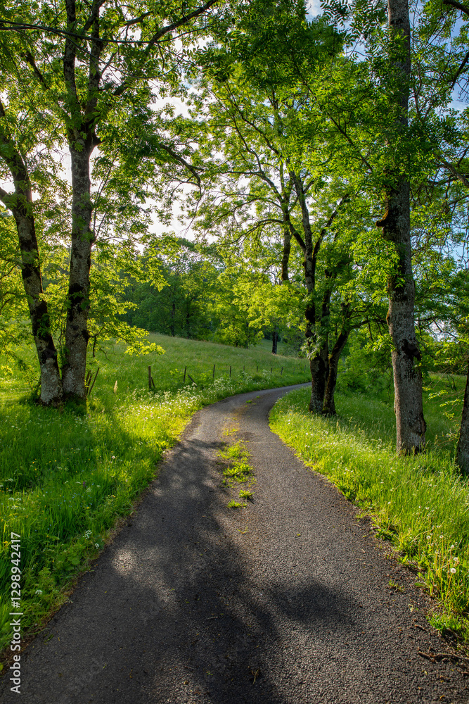 Naklejka premium Route de campagne au milieu des arbres et des champs au printemps.