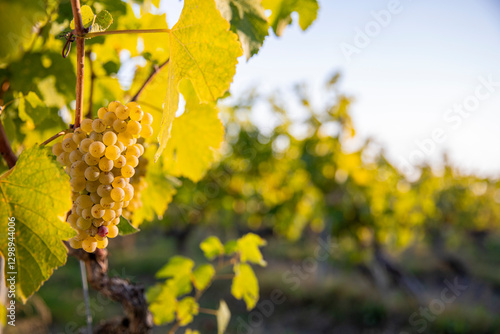 Grappe de raisin blanc au milieu des vigne avant les vendanges d'été en France.