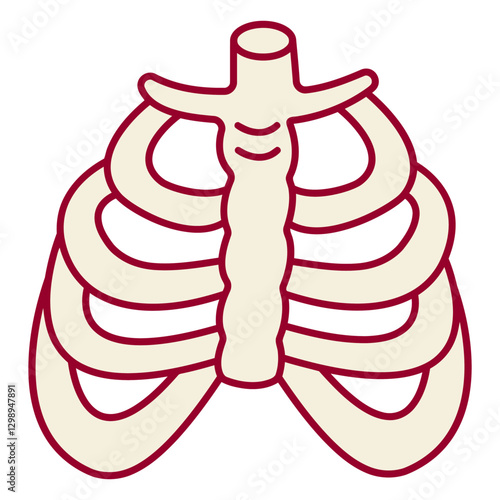 Simplified Ribcage Illustration: A simplified, diagrammatic representation of a human ribcage, highlighting the skeletal structure.