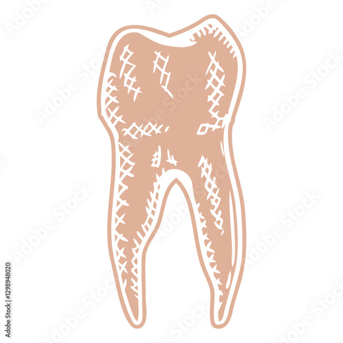 Dental Illustration: A detailed illustration of a molar tooth, showcasing intricate lines and shadows, perfect for dental health education and design.