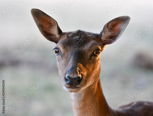 Fototapeta Naklejka Na Ścianę i Meble -  Tête de biche de face