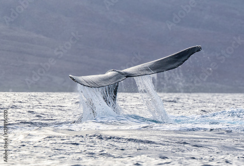 Humpback Whale Diving