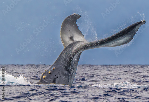 Humpback Whale Diving