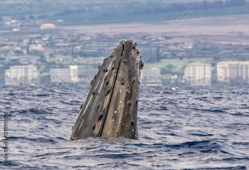 Humpback Whale Periscoping