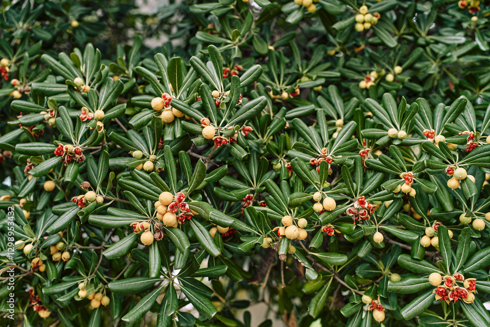 Obraz premium Fruits with seeds among green foliage on pittosporum tobira bush in the garden