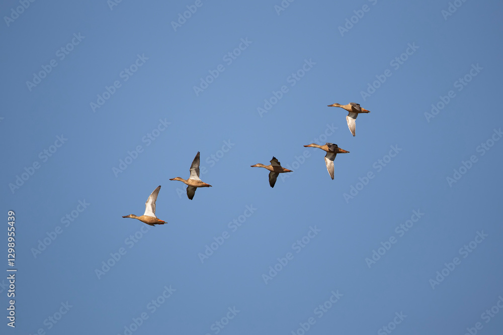 A flock of northern shoveler (spatula clypeata) in flight A flock of northern shoveler (spatula clypeata) in flight