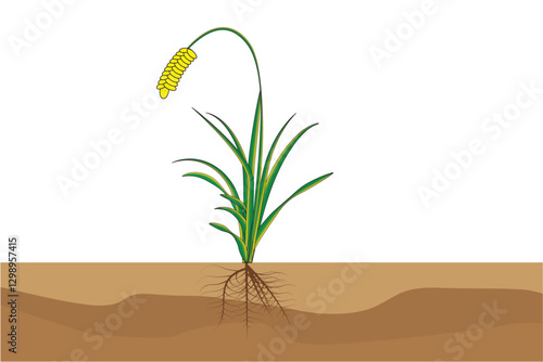 Illustration of a rice plant with roots, green leaves, and yellow grains, depicting growth stages in soil. Agricultural crop concept, farming, and botany.