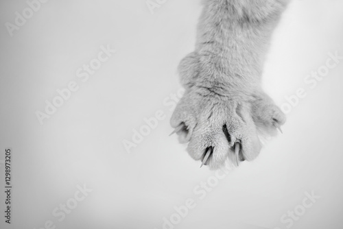 Photography Cats stretched out paw with extended claws black and white close up horizontal