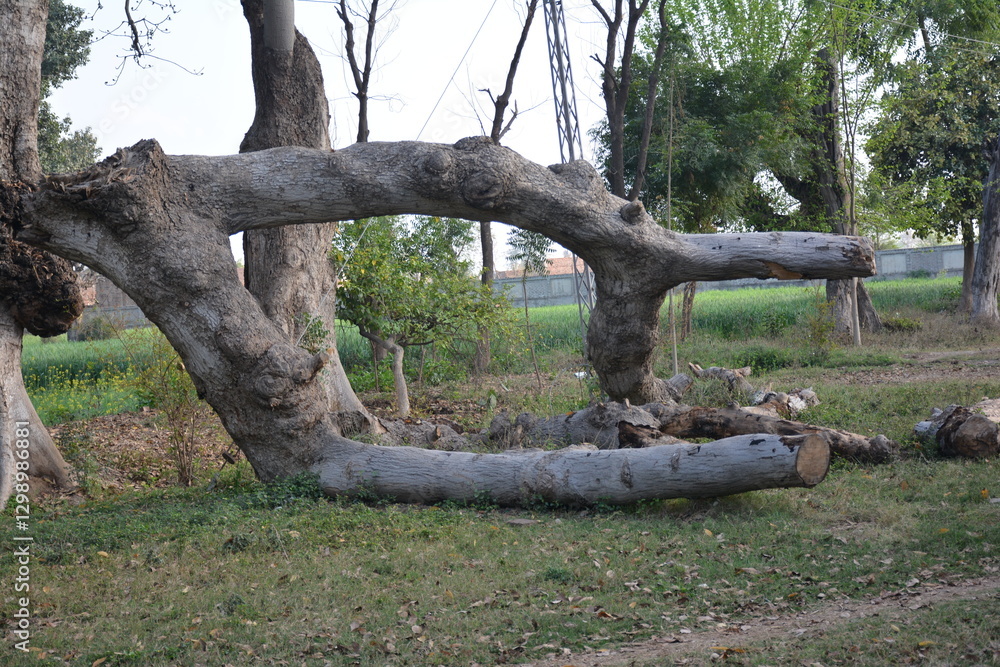 Majestic Fallen Tree Trunk in Rural Setting Nature old wood gray aged park brown Majestic Fallen Tree Trunk in Rural Setting Nature old wood gray aged park brown