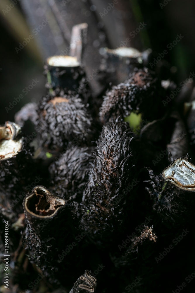 Fototapeta premium Prolific false spleenwort-Deparia acrostichoides