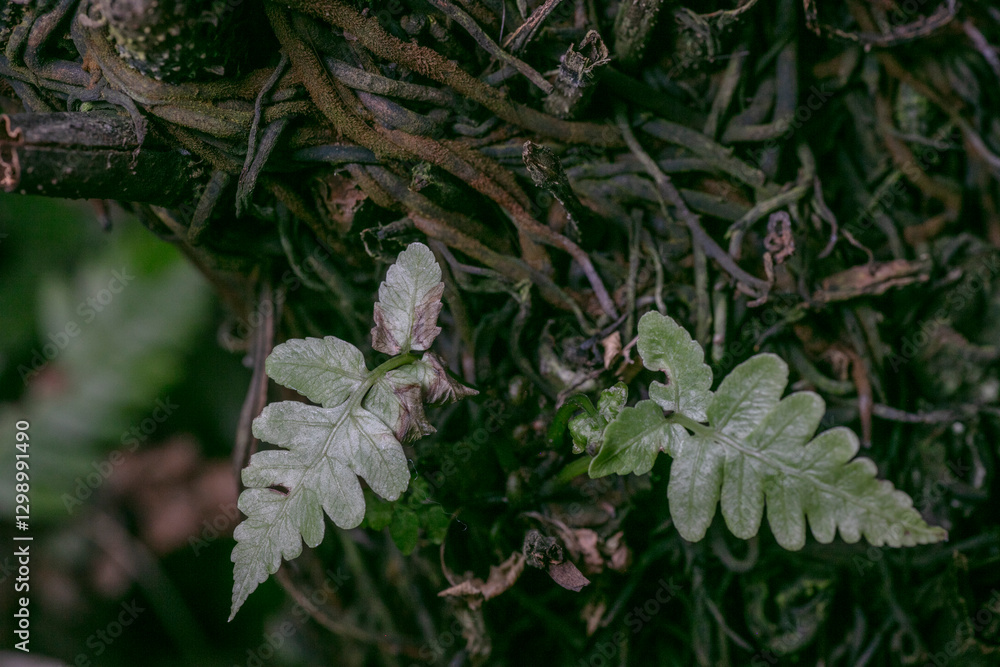 Fototapeta premium Prolific false spleenwort-Deparia acrostichoides