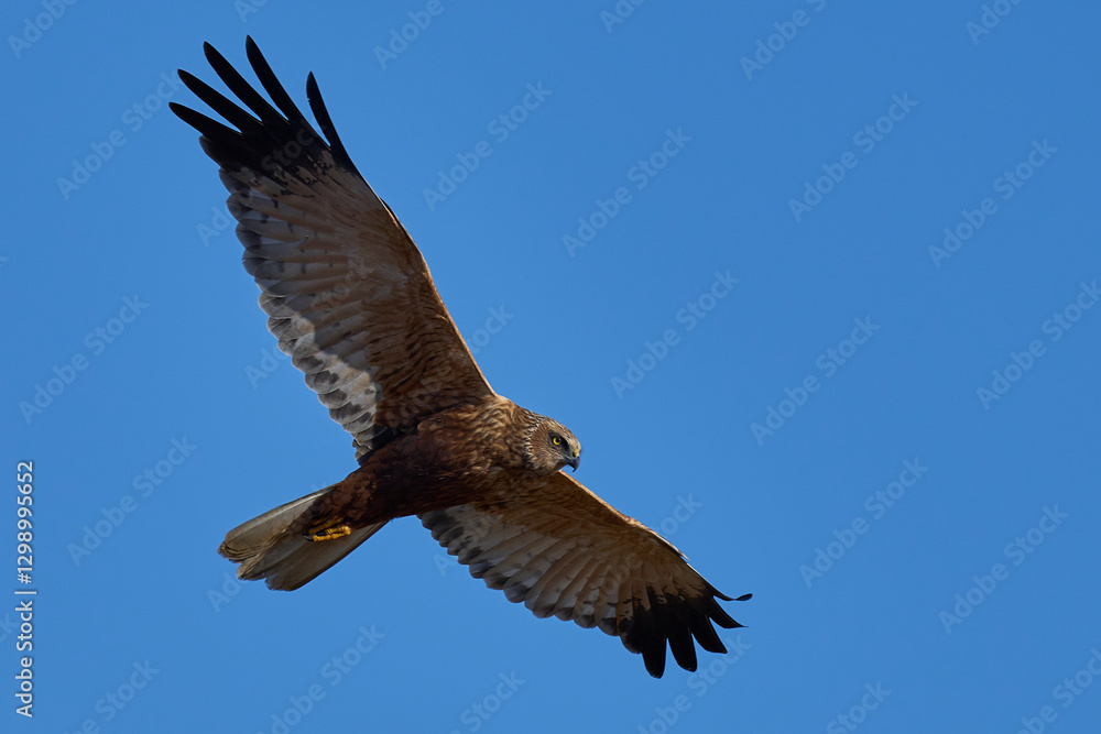 Fototapeta premium Marsh Harrier (Circus aeruginosus) hunting over a reedbed in the Somerset Levels in the United Kingdom