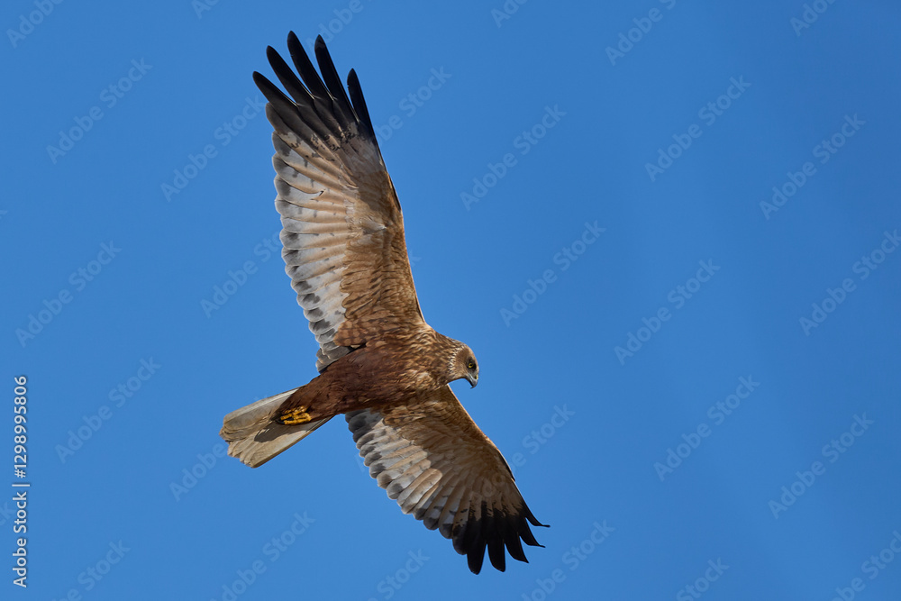 Fototapeta premium Marsh Harrier (Circus aeruginosus) hunting over a reedbed in the Somerset Levels in the United Kingdom