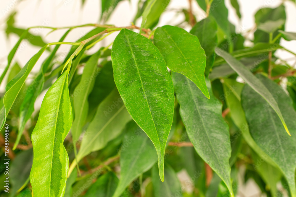 Ficus benjamina in a clay pot. Ficus benjamina in a clay pot.