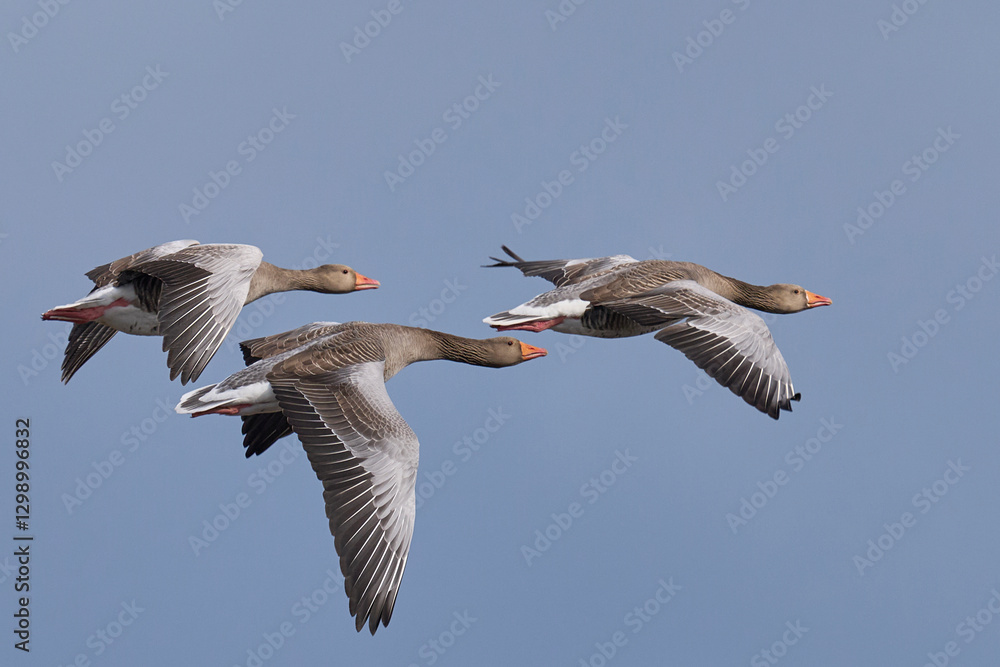 Obraz premium Group of Greylag Geese (Anser Anser) flying over the Somerset Levels in Somerset, United Kingdom. 