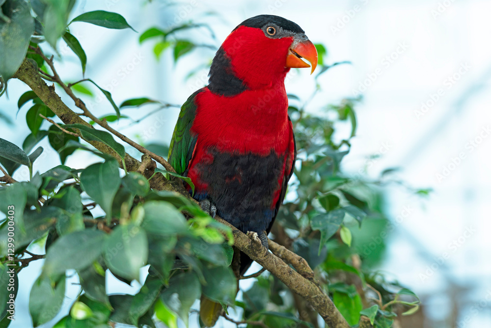 Red green parrot sitting on the tree