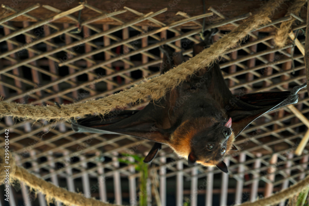 flying fox animal - krilan (Pteropus)