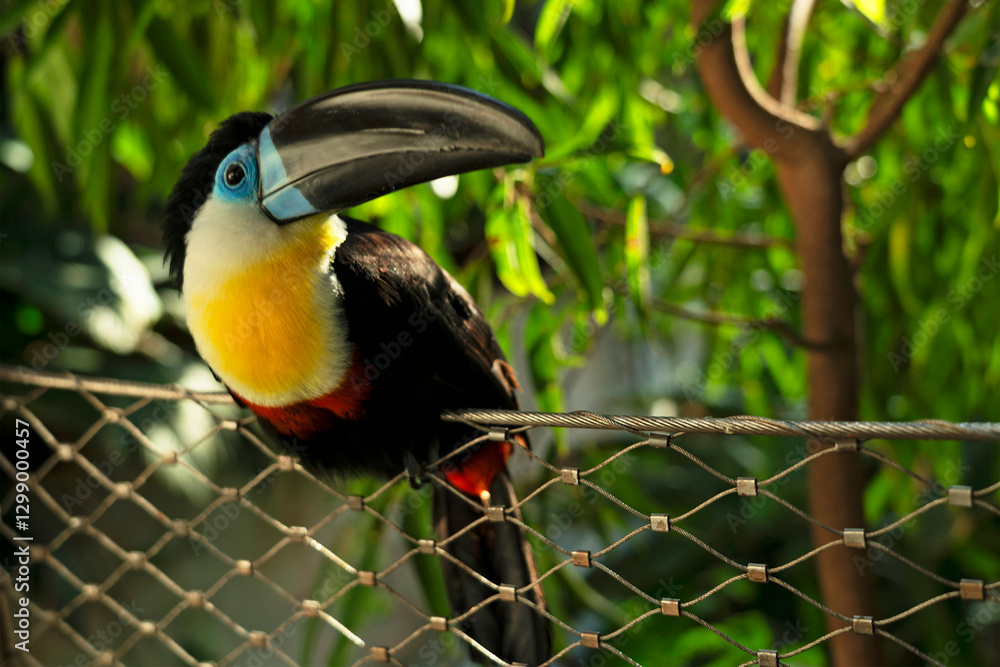 White-breasted toucan, tropical bird in Green Planet park, Dubai