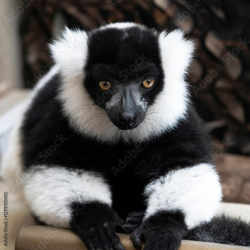 Obraz na płótnie black and white lemur animal closeup w salonie