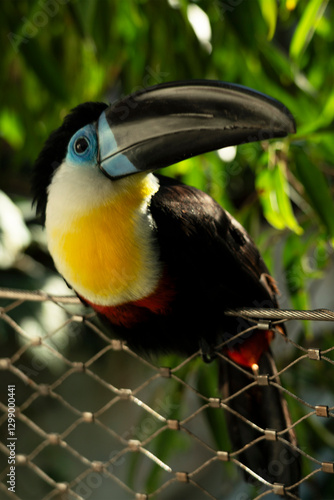 Obraz na płótnie White-breasted toucan, tropical bird in Green Planet park, Dubai w salonie