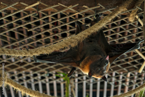 Obraz na płótnie flying fox animal - krilan (Pteropus) w salonie