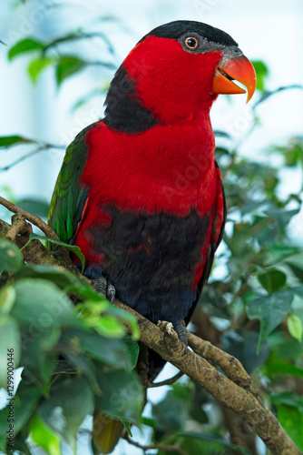 red green parrot sitting on the tree, Dubai, Green Planet
