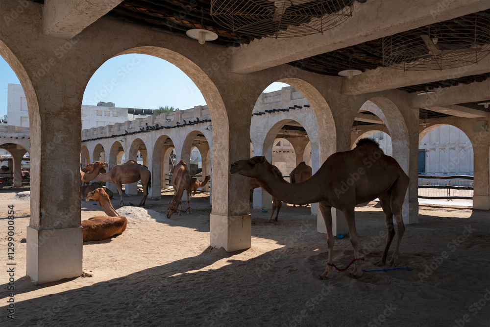 Camel market with animals