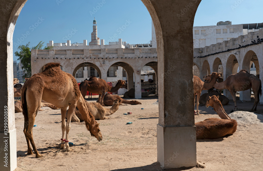 Camel market in Doha, Qatar