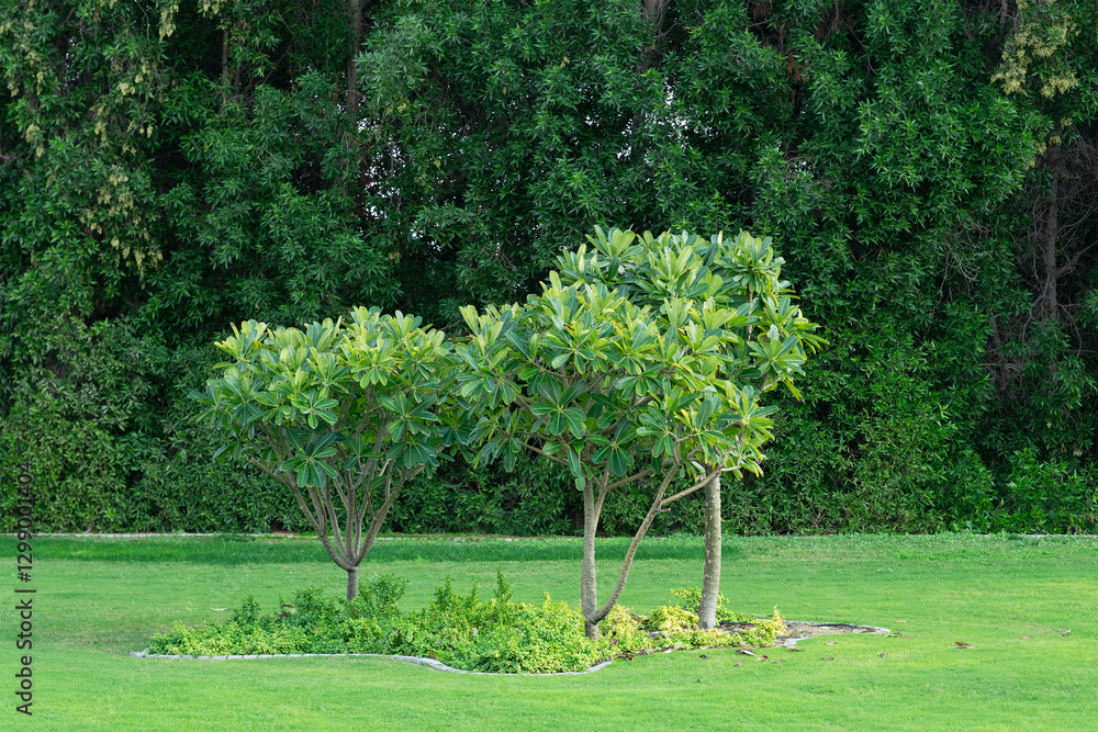 Green trees in Dubai safari park