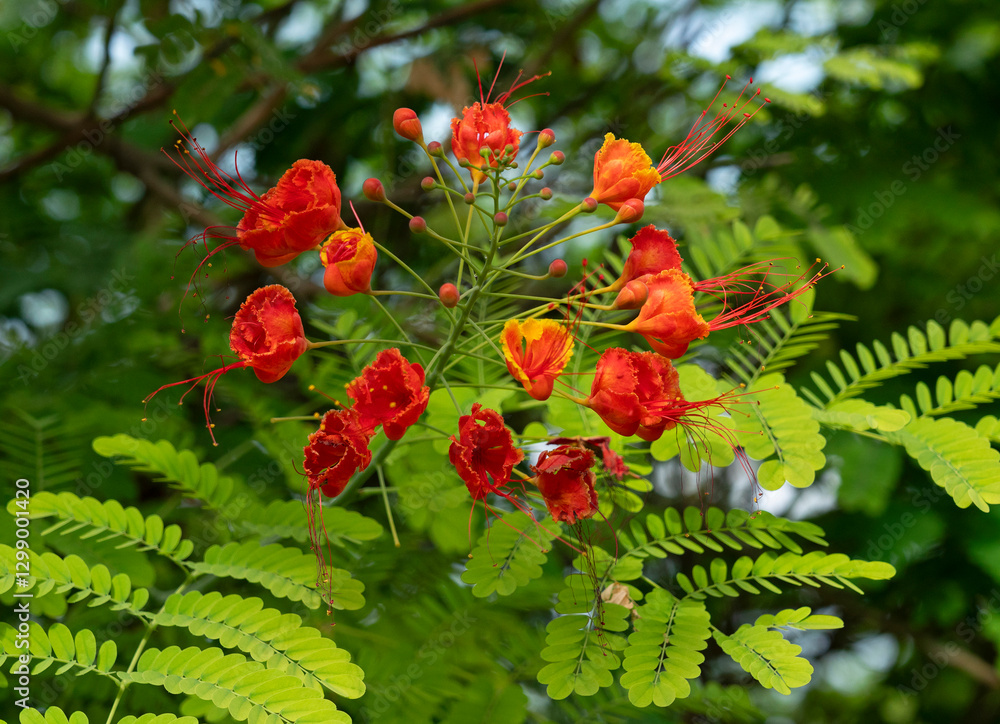 red exotic flowers on the tree