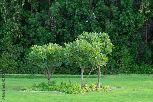 Obraz na płótnie Green trees in Dubai safari park w salonie