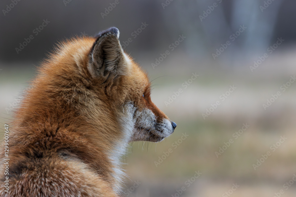 Fototapeta premium A fox sitting close looking at something in the distance