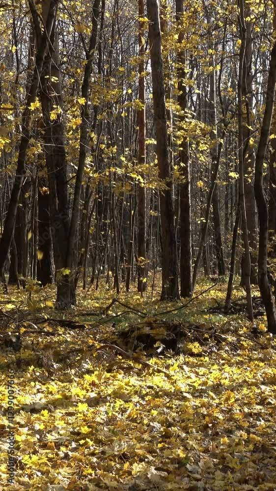 Landscape with falling yellow leaves in autumn forest. Vertical video Landscape with falling yellow leaves in autumn forest. Vertical video