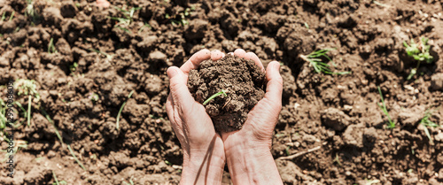 Hände mit Setzling im Beet