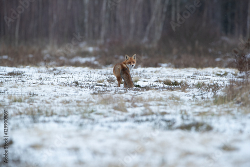 A fox in a meadow in a winter scenery looking back