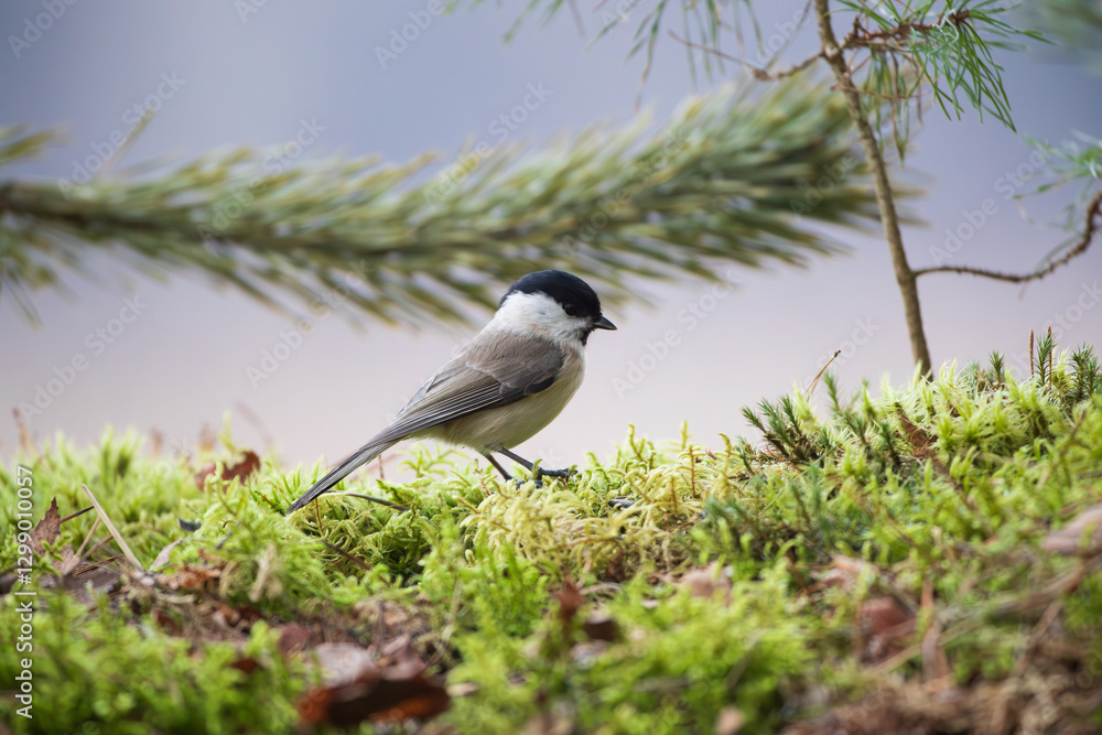 Obraz premium A tit with a black head on the moss