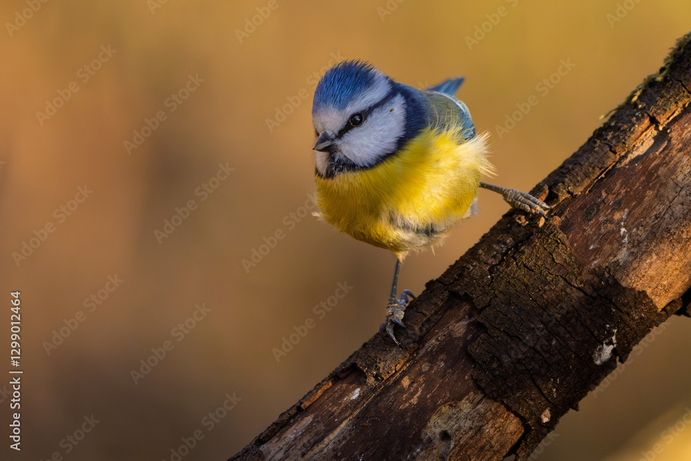 Fototapeta premium Blaumeise mit beim Sonnenuntergang im Frühling auf einem Ast / Vogel