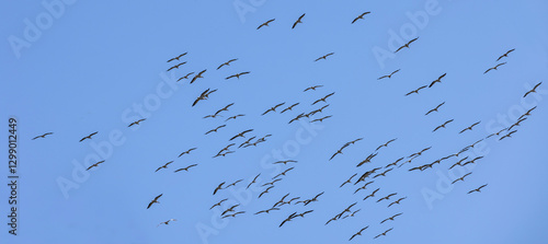 Grosser Vogelschwarm von fliegenden Pelikanen