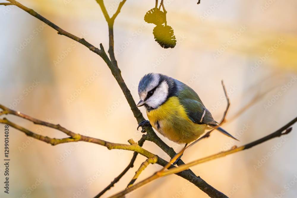Obraz premium Blaumeise mit beim Sonnenuntergang im Frühling auf einem Ast / Vogel