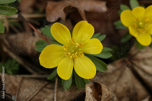 Wallpaper Mural Winter aconite (Eranthis hyemalis) in bloom, close up Torontodigital.ca