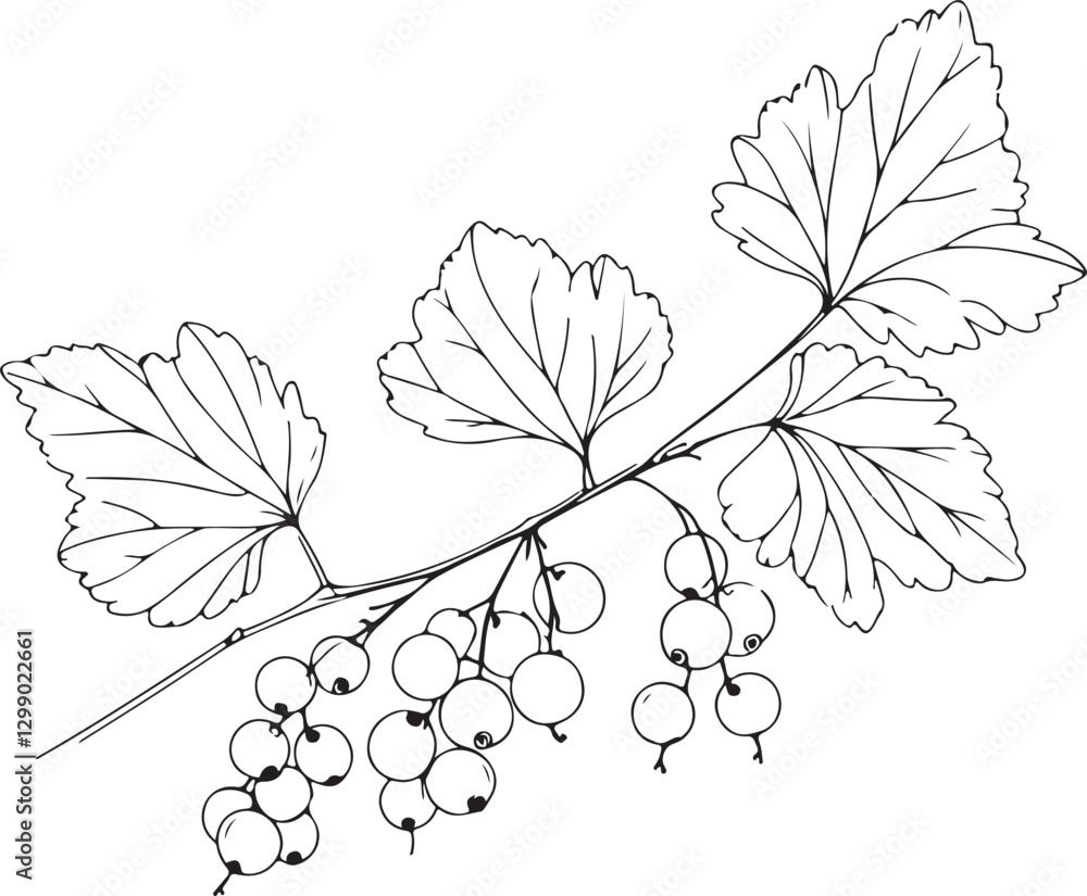 Obraz premium White Currant Line Art Vector – Fresh and Clean Design