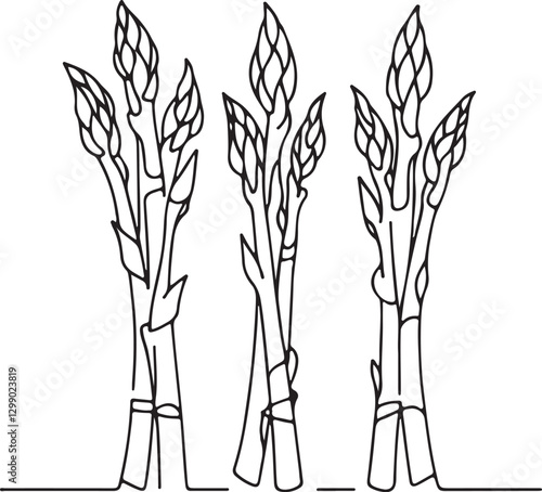 Fresh Asparagus Line Drawing Vector Illustration
