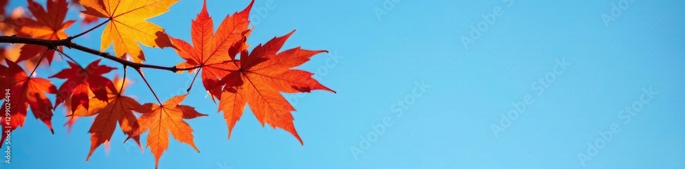 Maple leaves isolated against a blue sky background, branch, blue color, colors Maple leaves isolated against a blue sky background, branch, blue color, colors